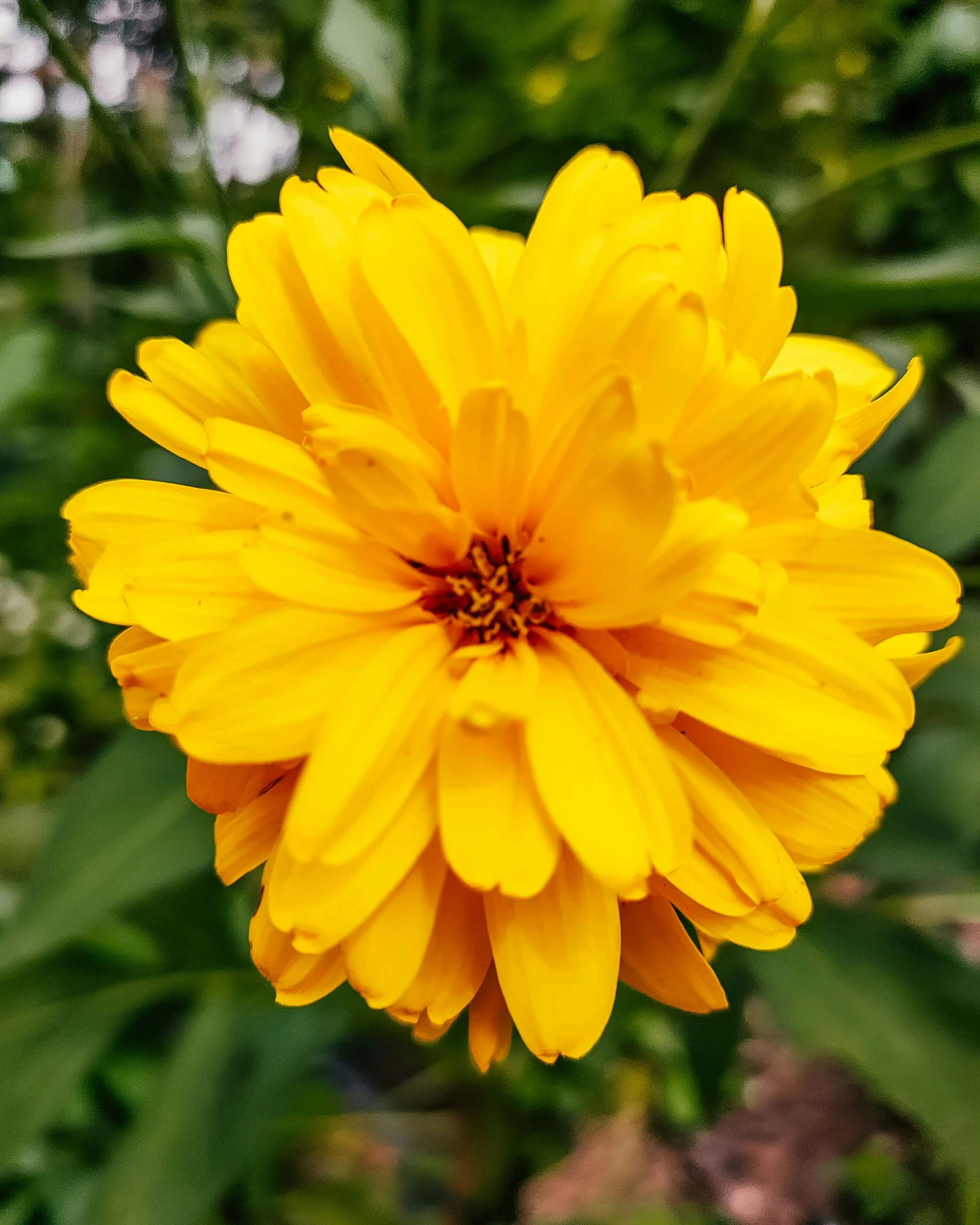 a yellow flower with some green leaves in the background