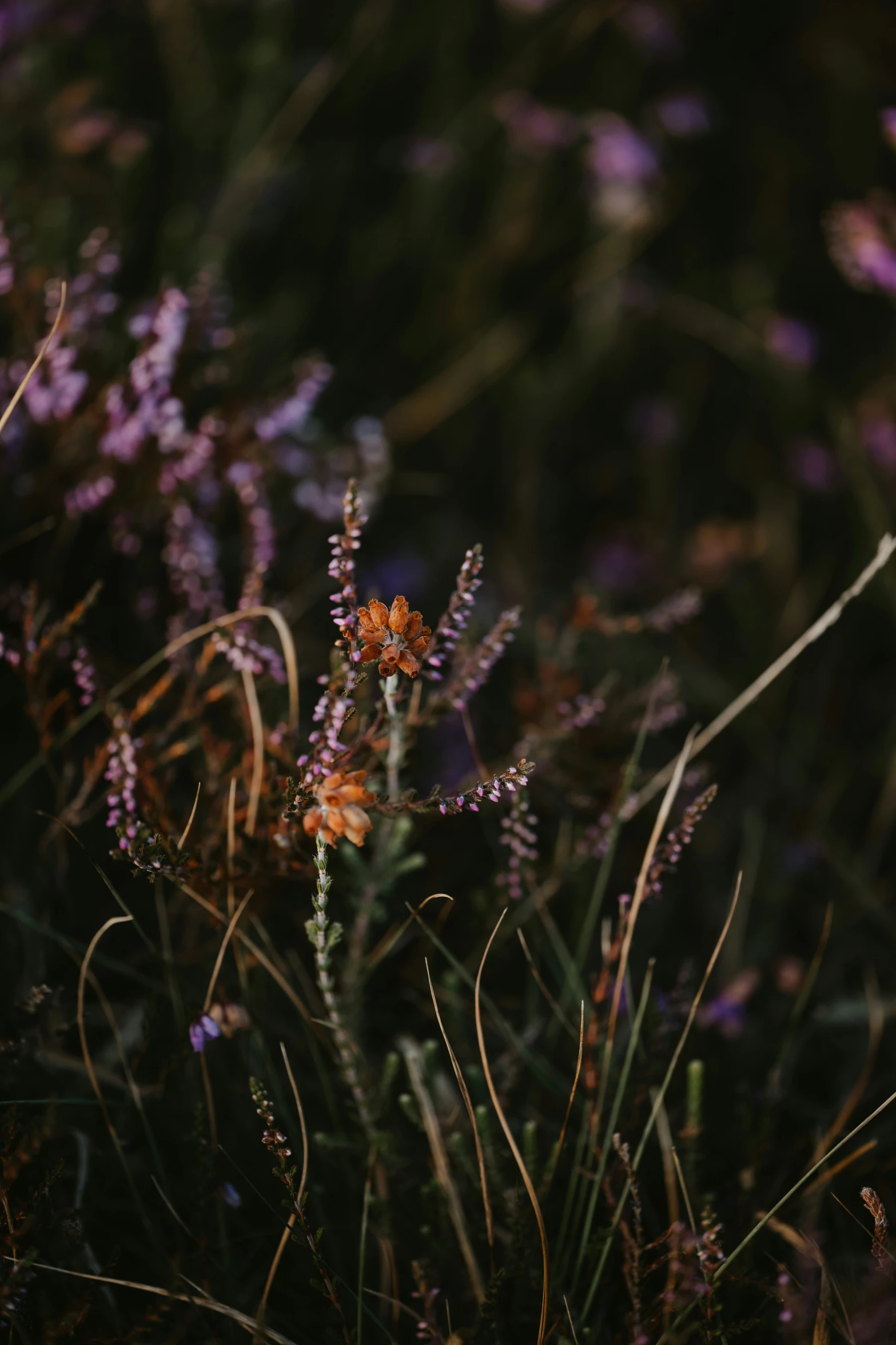 some very pretty plants in a grassy field