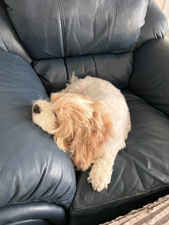 small brown dog laying on a black leather chair