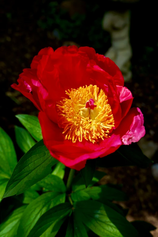 a very large red flower sitting in the middle of green leaves