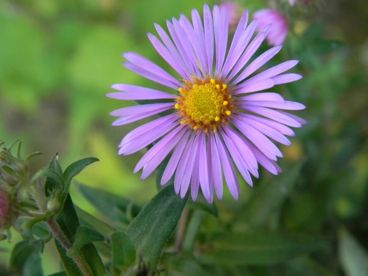 closeup view of purple flower with yellow center