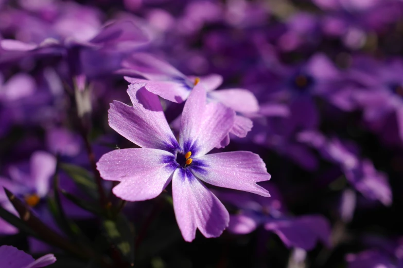 purple flowers all over the place and the petals are full