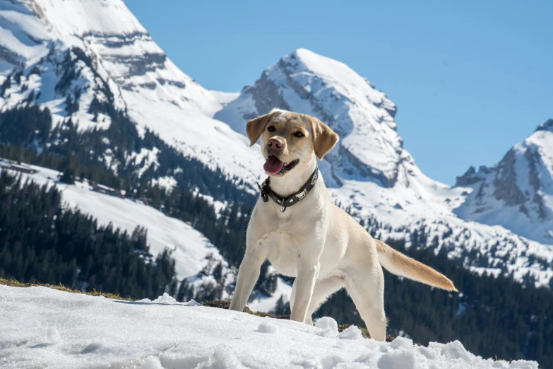 a big dog that is in the snow