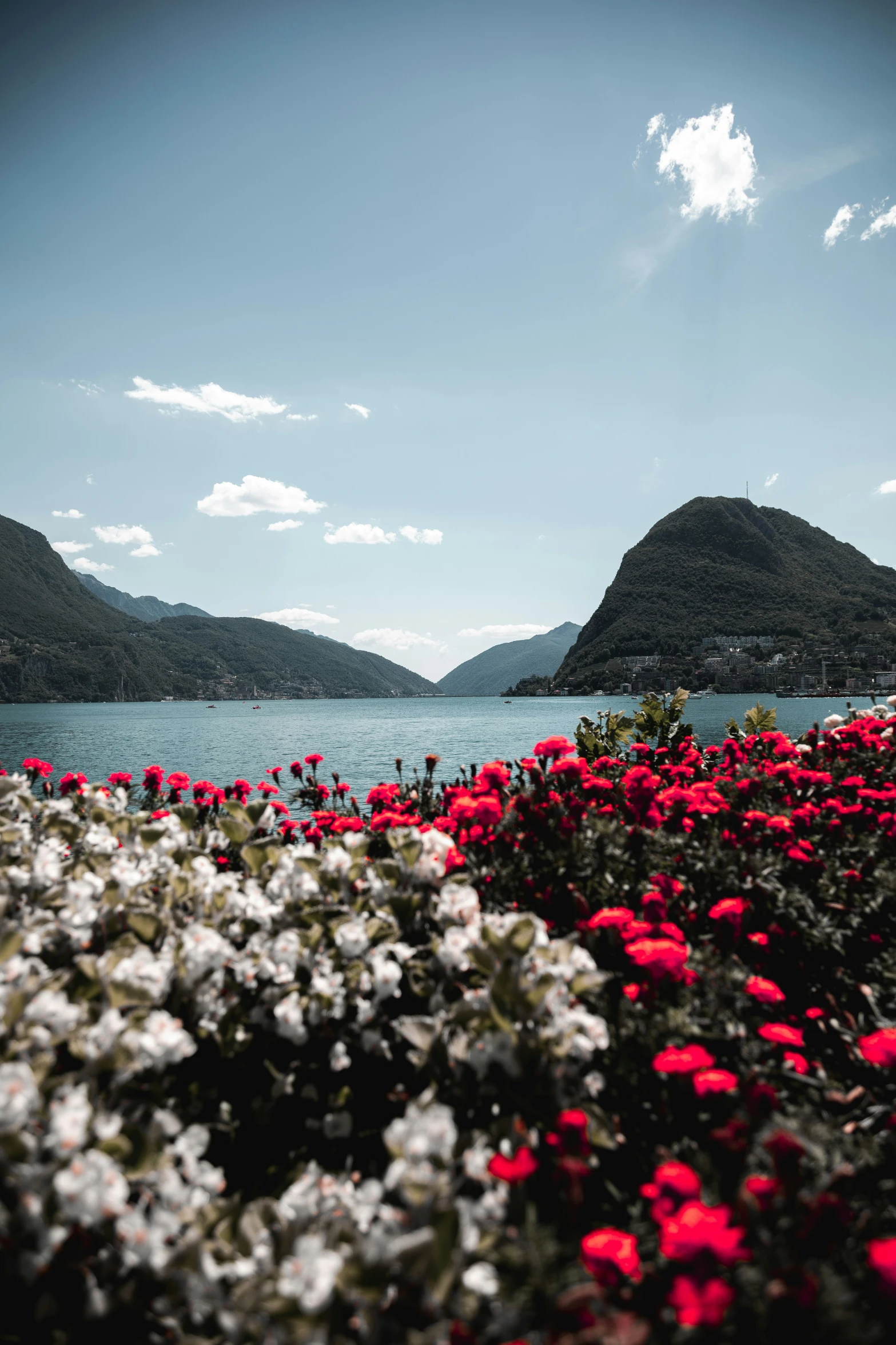 red and white flowers and hills by water