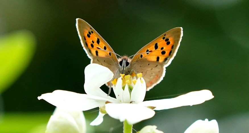 small brown erfly sitting on white flower