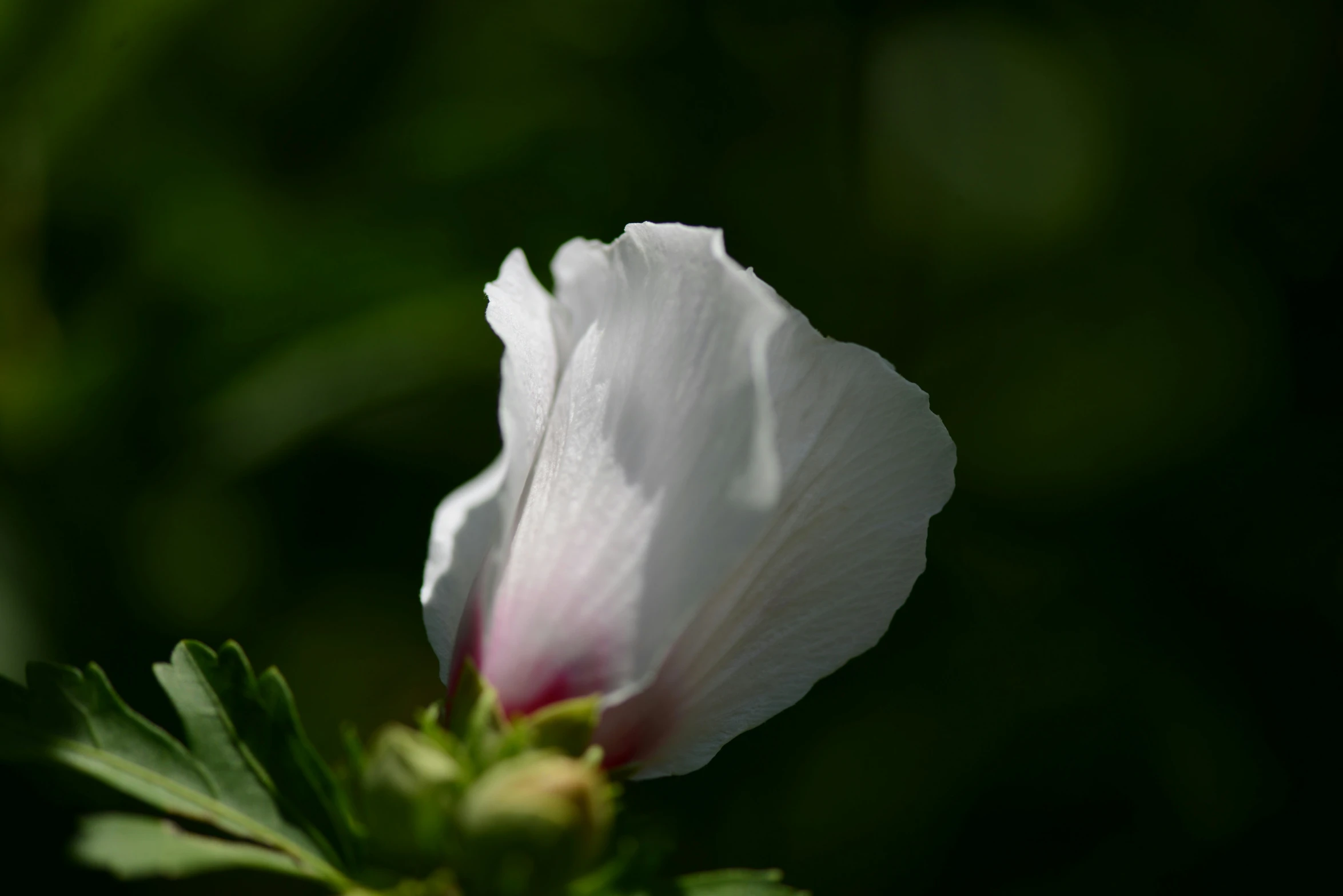 an almost white flower with green leaves on it