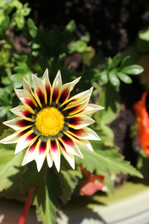 a close - up of a flower on top of a plant