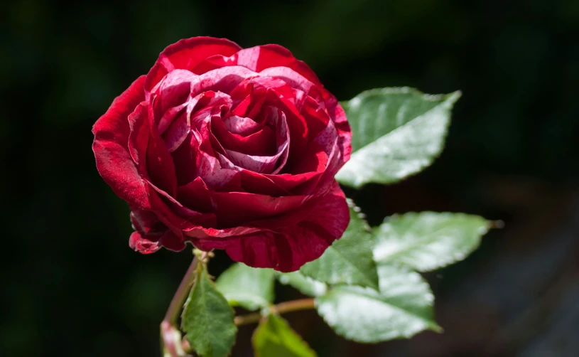 a red rose on a bush of flowers