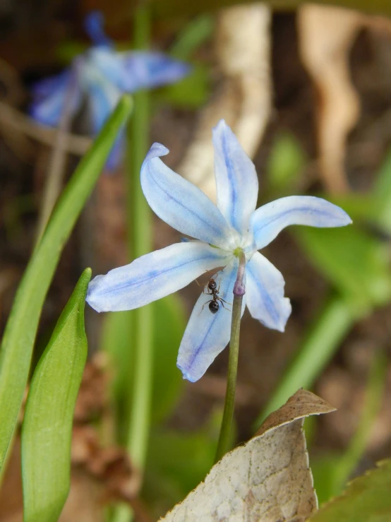 a blue flower with a beetle crawling on it