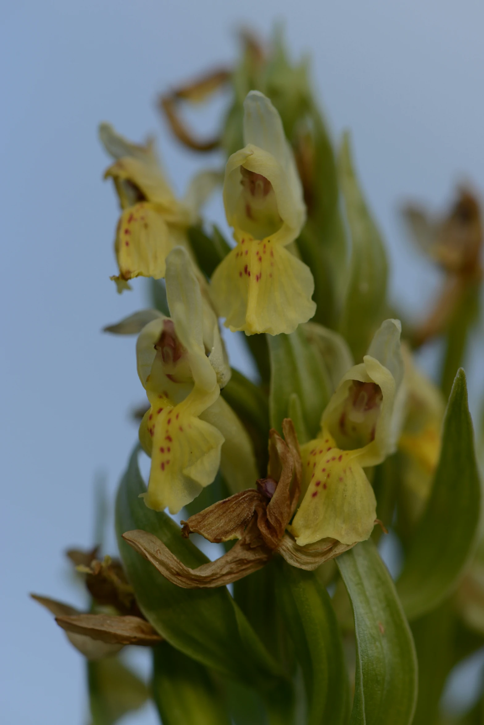 the flower stalk of a plant is shown in closeup