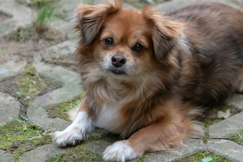 a little brown dog laying down on the ground