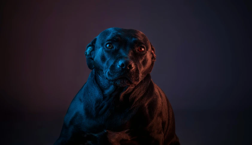 the head of a black dog, lit up by some blue lights