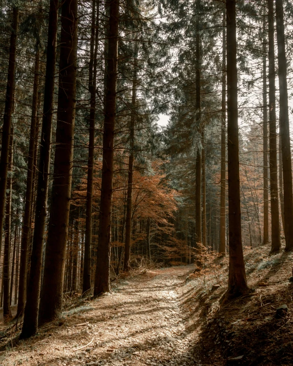 the sun is shining through the trees in the forest