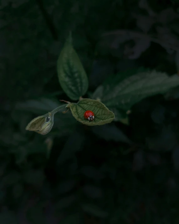 a bug is sitting on a leaf of a plant