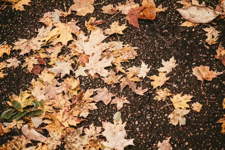 many fallen leaves lay on the ground next to each other