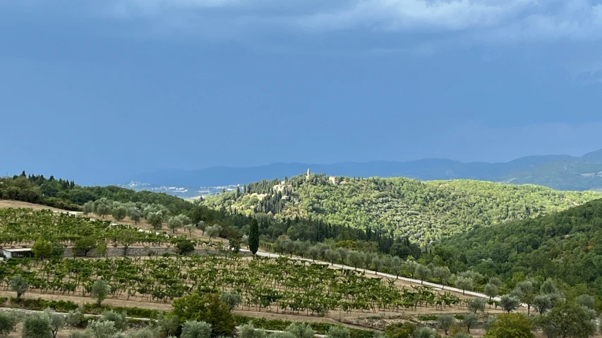 the mountain is on top of an olive plantation