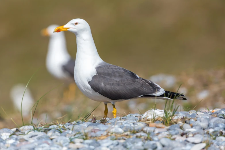 a small white and gray bird standing on rocky ground