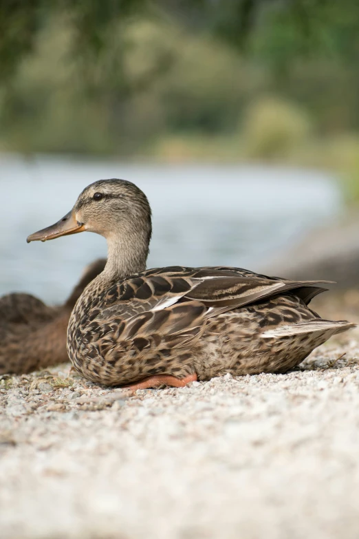 a close up of a bird near a body of water