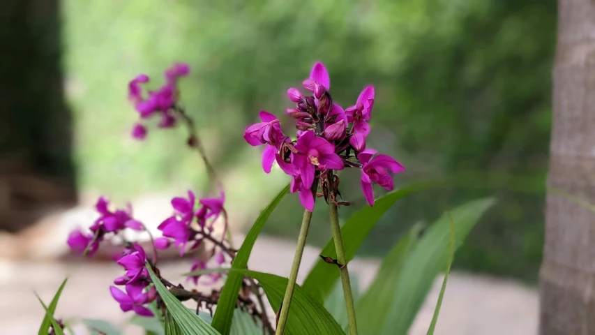 purple flowers blooming in a vase on top of green leaves