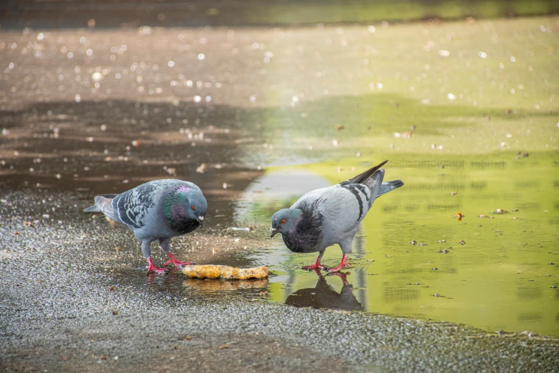 two birds walking on wet ground next to a pond