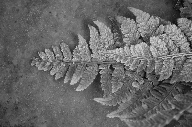 leaf lying in water on asphalt near pavement