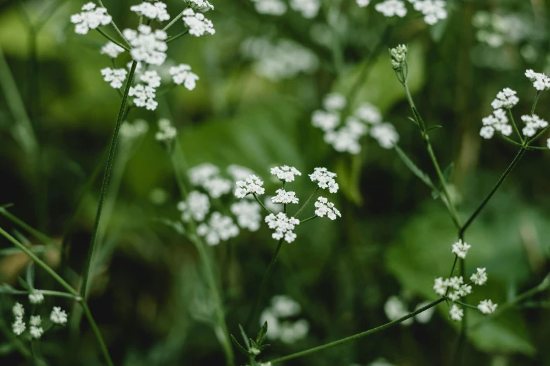 closeup view of flowers on a bush