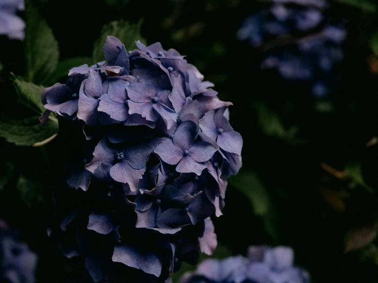 blue flowers with some leaves near by