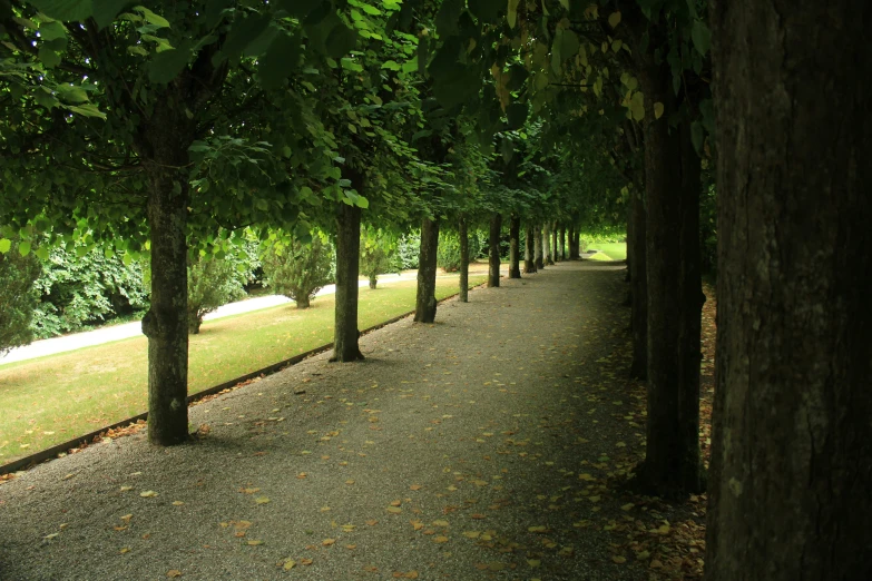 trees line the street near the grass and a path