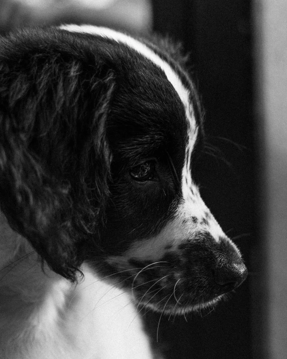 a black and white dog that is in a room