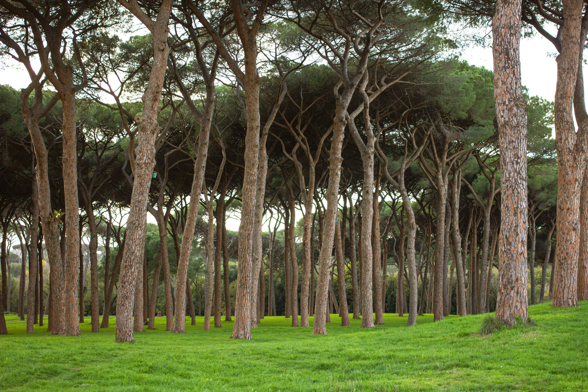 the tall pine trees are reaching over each other in the grassy field