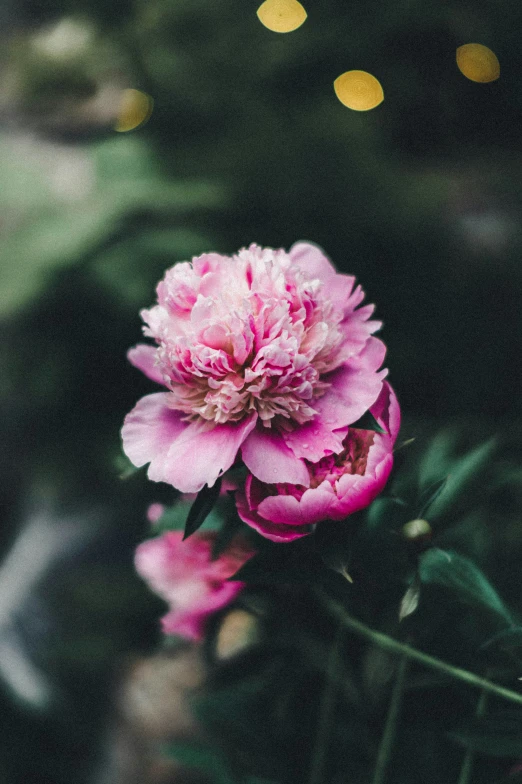 pink flowers blooming on a dark and foggy day