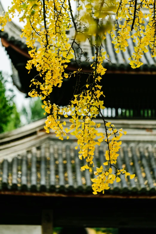 the leaves and nches of a yellow tree