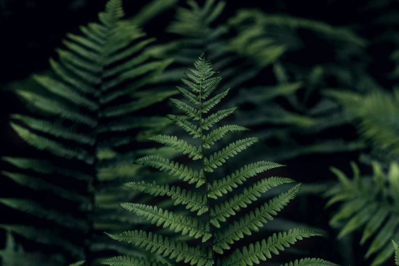an image of a fern plant that is green