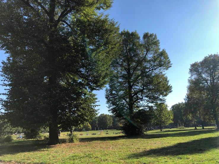 two trees with a grass area in the foreground