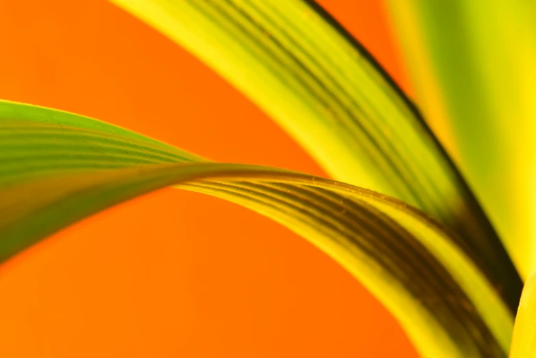 close up view of the green plant's curved leaves