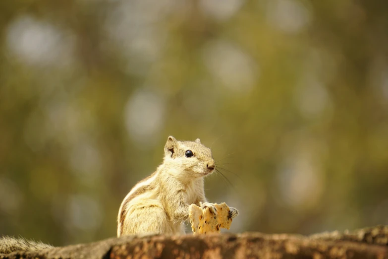 the rodent is looking up at the camera