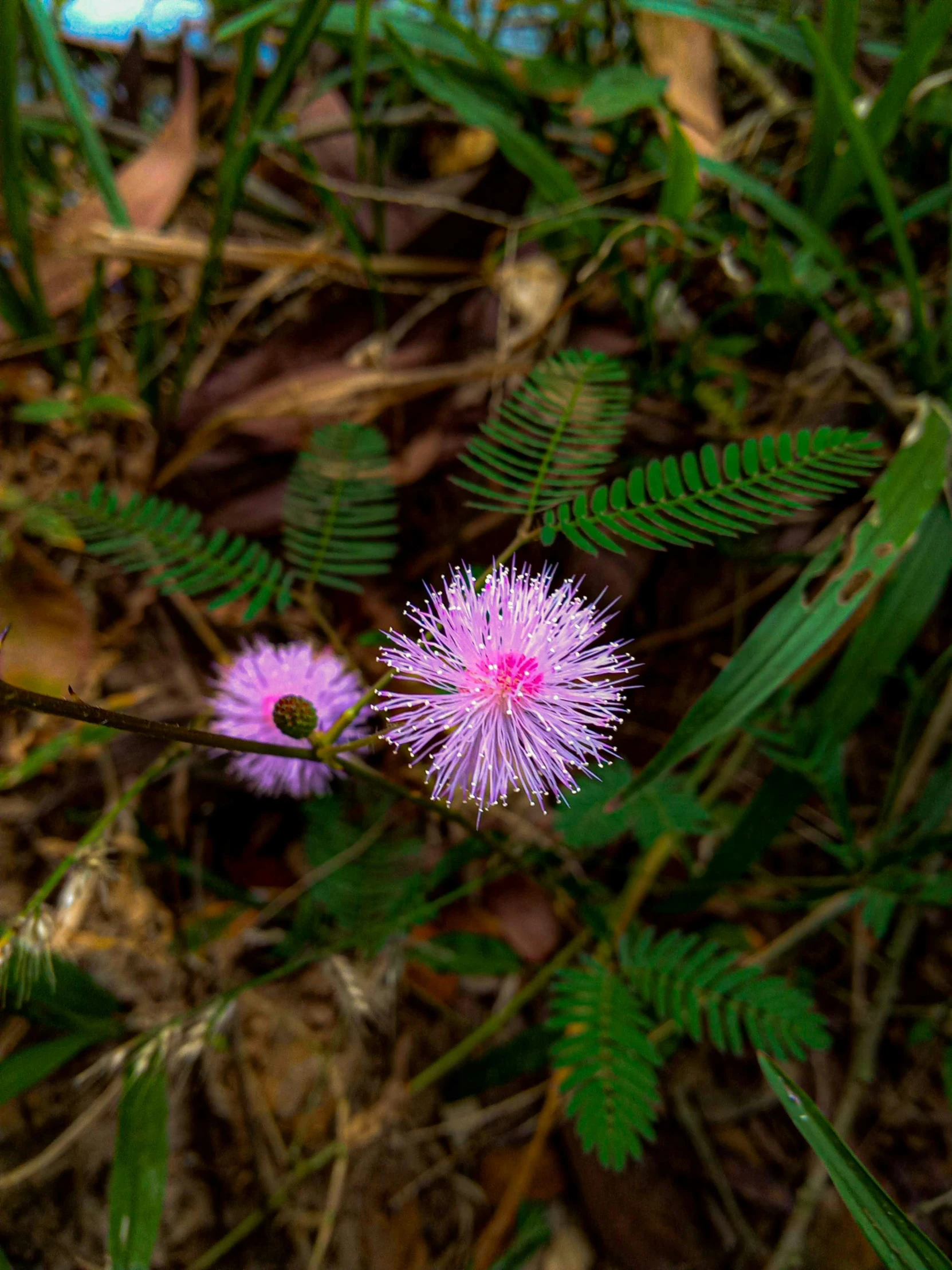 two purple flowers with green leaves around them