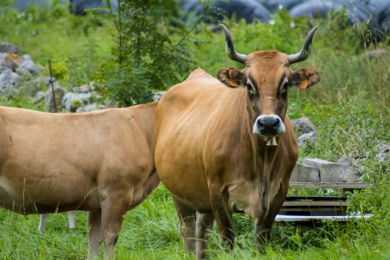 two large brown cattle are standing next to each other