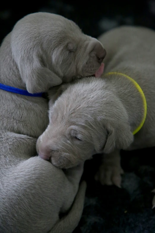 two light colored puppies cuddling together on carpet