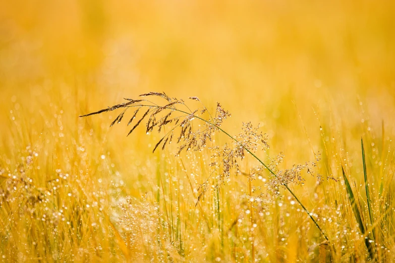 some tall grass and flowers near the ground