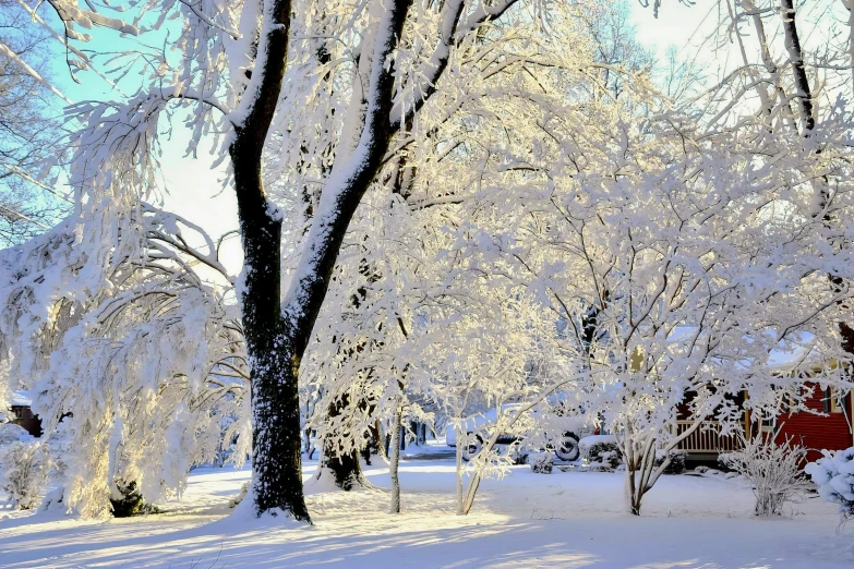 a snow covered tree lined street in a small town