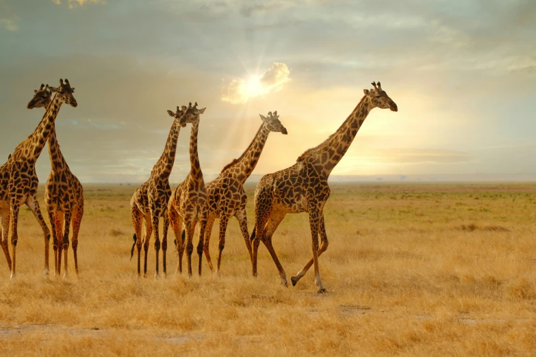 several giraffes walking around an open plain in the desert