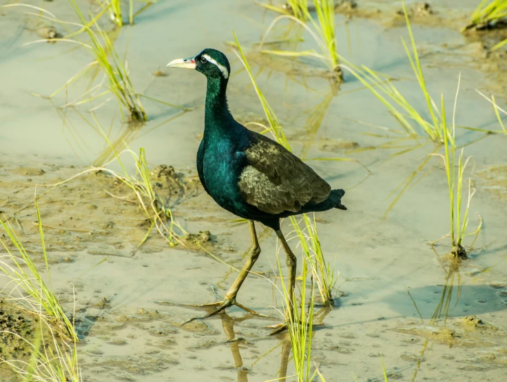 a black bird walking in the water near grass