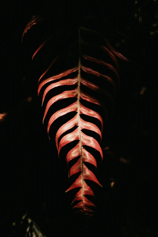 a picture of a leaf from an abstract pograph