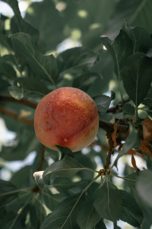 an orange on the nch of a tree