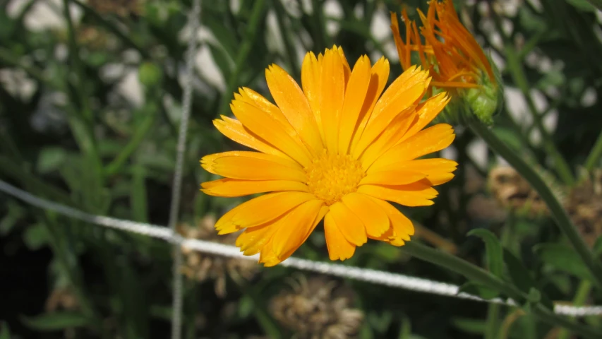 the yellow flower is blooming on the green stems