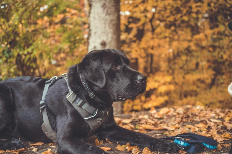 two dogs sitting near each other with fall leaves on the ground