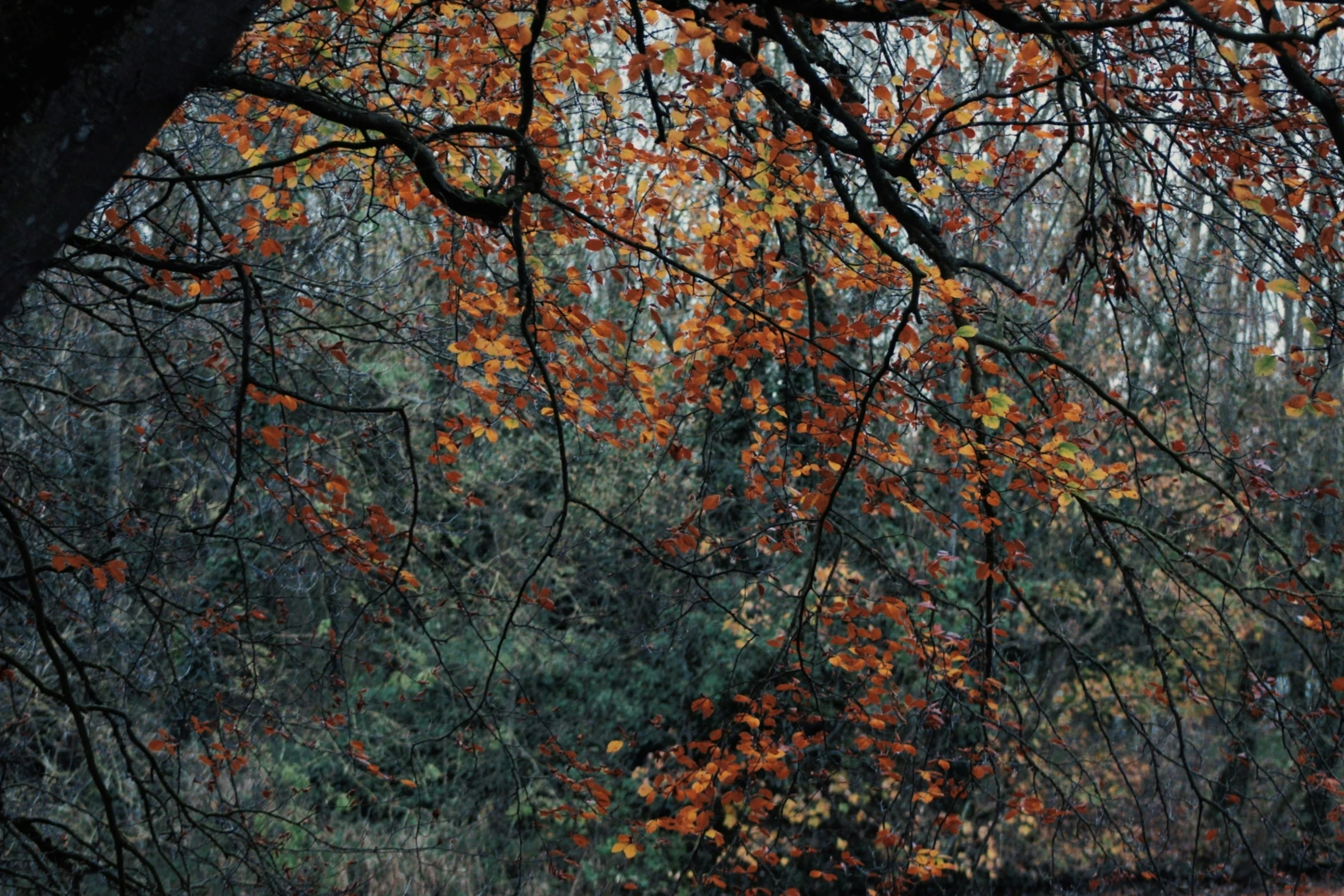 an image of a fall tree with leaves on it