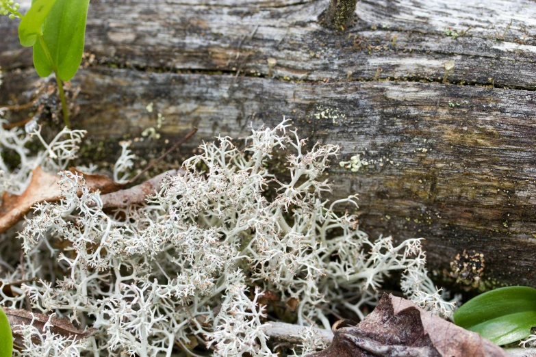 the mossy plants grow from the rocks