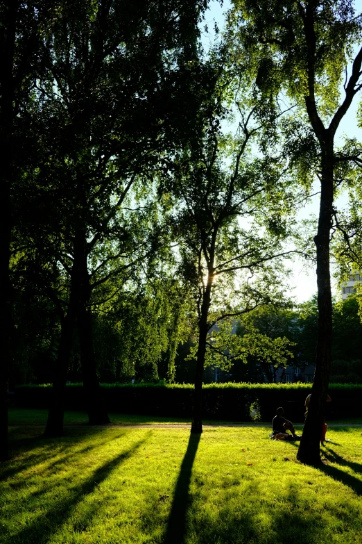 a man sitting on a park bench under some trees